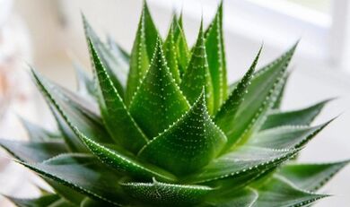 The use of Aloe to increase the member